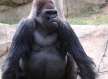 gorilla