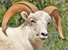 mouflon