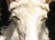 mouflon-dall-1