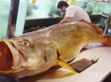 poisson