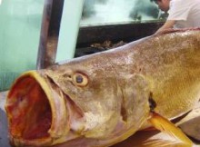 poisson