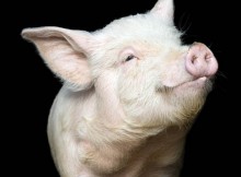 porc