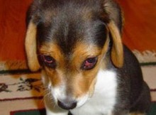 Sultan, un jeune chiot indiscipliné